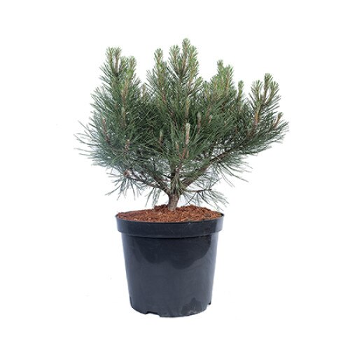 Pin altoit - Pinus Nigra Karaca Ball - diametru 40 - 50 cm