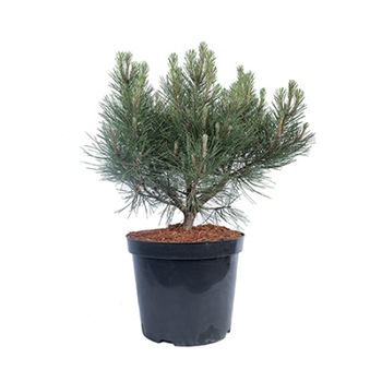 Pin altoit - Pinus Nigra Karaca Ball - diametru 40 - 50 cm Pin altoit - Pinus Nigra Karaca Ball - diametru 40 - 50 cm