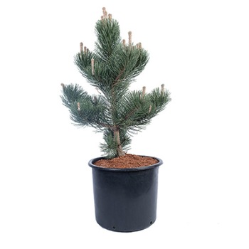 Pin altoit - Pinus Nigra Oregon Green 60 - 80 cm Pin altoit - Pinus Nigra Oregon Green 60 - 80 cm