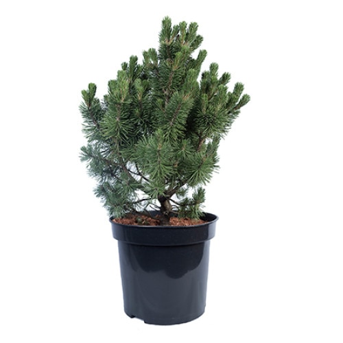 Pin altoit - Pinus Mugo Picobello 60 - 80 cm