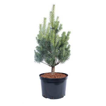 Pin altoit - Pinus Sylvestris Beuvronensis 60 - 80 cm Pin altoit - Pinus Sylvestris Beuvronensis 60 - 80 cm