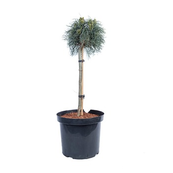 Pin altoit pe picior - Pinus Strobus Green Twist - diametru 20 - 30 cm Pin altoit pe picior - Pinus Strobus Green Twist - diametru 20 - 30 cm