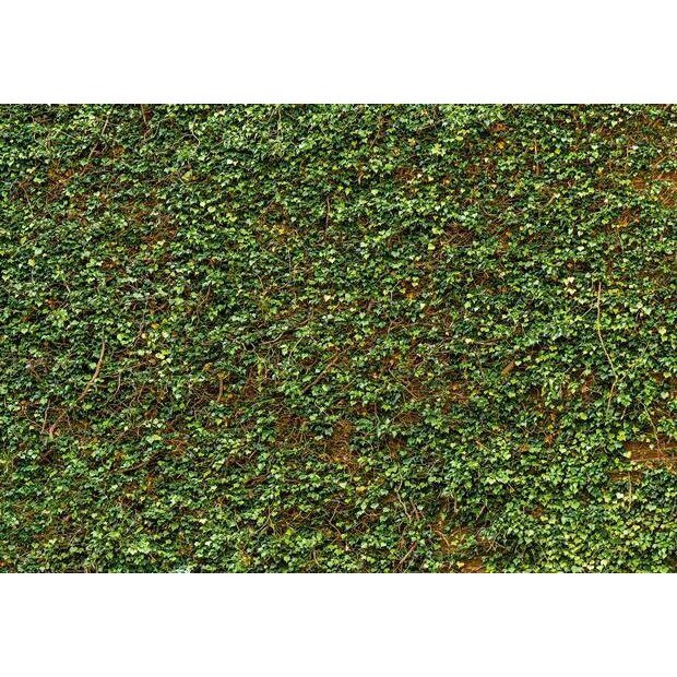 Fototapet natura, Ivy Wall, cod 979, dimensiuni H - 254 / L - 366 , lavabil, usor de montat si de curatat, adeziv inclus