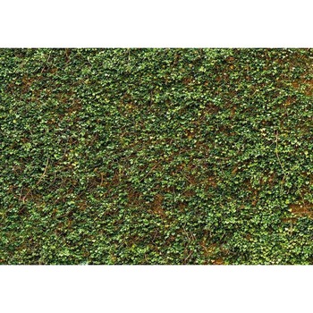 Fototapet natura, Ivy Wall, cod 979, dimensiuni H - 254 / L - 366 , lavabil, usor de montat si de curatat, adeziv inclus Fototapet natura, Ivy Wall, cod 979, dimensiuni H - 254 / L - 366 , lavabil, usor de montat si de curatat, adeziv inclus