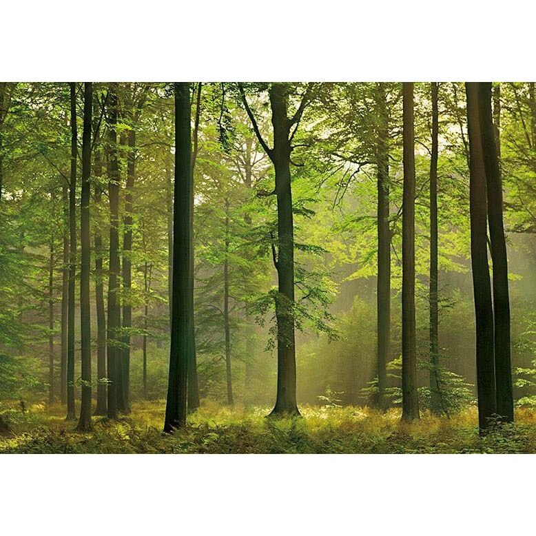Fototapet natura, Autumn Forest, cod 216, dimensiuni H - 254 / L - 366 , lavabil, usor de montat si de curatat, adeziv inclus