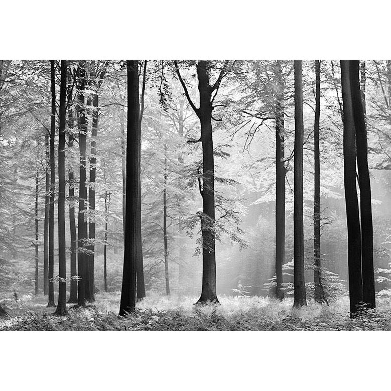 Fototapet natura, Avalon, cod 115, dimensiuni H - 254 / L - 366 , lavabil, usor de montat si de curatat, adeziv inclus