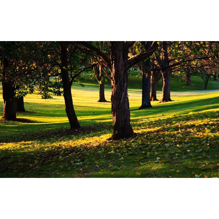 Tablou canvas Peisaj 417, 100x70 cm