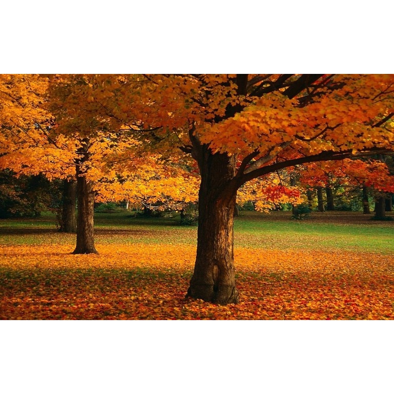 Tablou canvas Peisaj 408, 50x90 cm