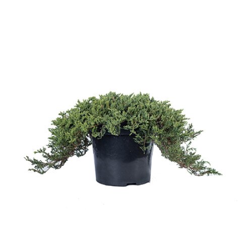Ienupar - Juniperus Horizontalis Prince of Wales - diametru 60 - 70 cm