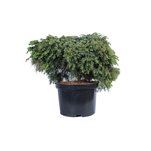 Tsuga - Tsuga Canadensis Jeddeloh - diametru 70 - 80 cm