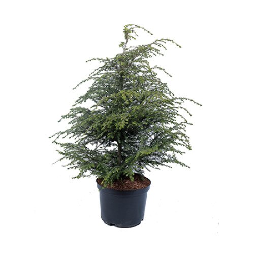 Tsuga - Tsuga Canadensis 120 - 140 cm