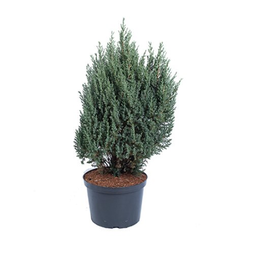 Ienupar - Juniperus Chinensis Stricta - diametru 60 - 70 cm