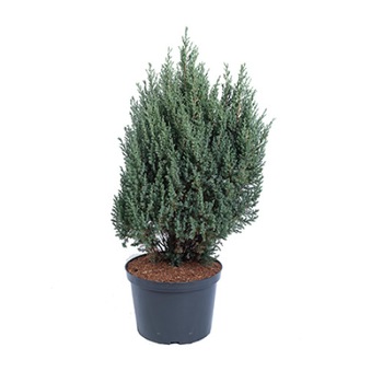 Ienupar - Juniperus Chinensis Stricta - diametru 60 - 70 cm Ienupar - Juniperus Chinensis Stricta - diametru 60 - 70 cm