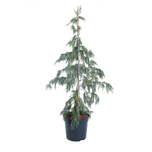 Chiparos - Chamaecyparis Nootkatensis Pendula 140 - 160 cm