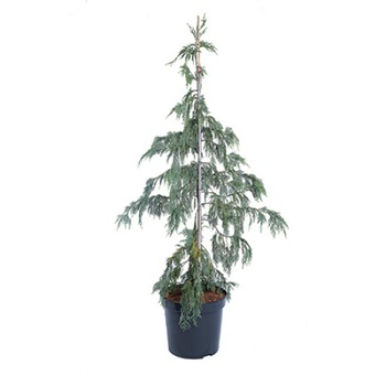 Chiparos - Chamaecyparis Nootkatensis Pendula 140 - 160 cm Chiparos - Chamaecyparis Nootkatensis Pendula 140 - 160 cm