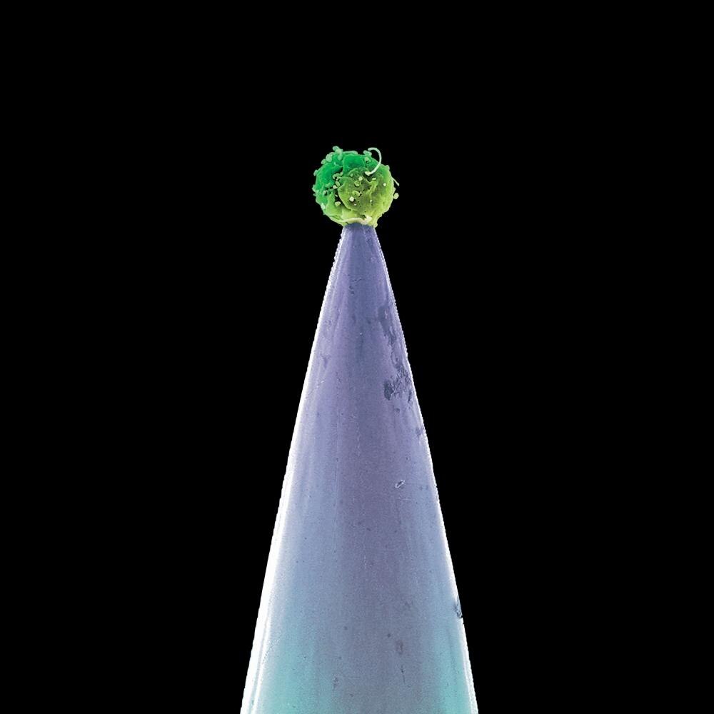Peter Gabriel (from Genesis)-New Blood-CD