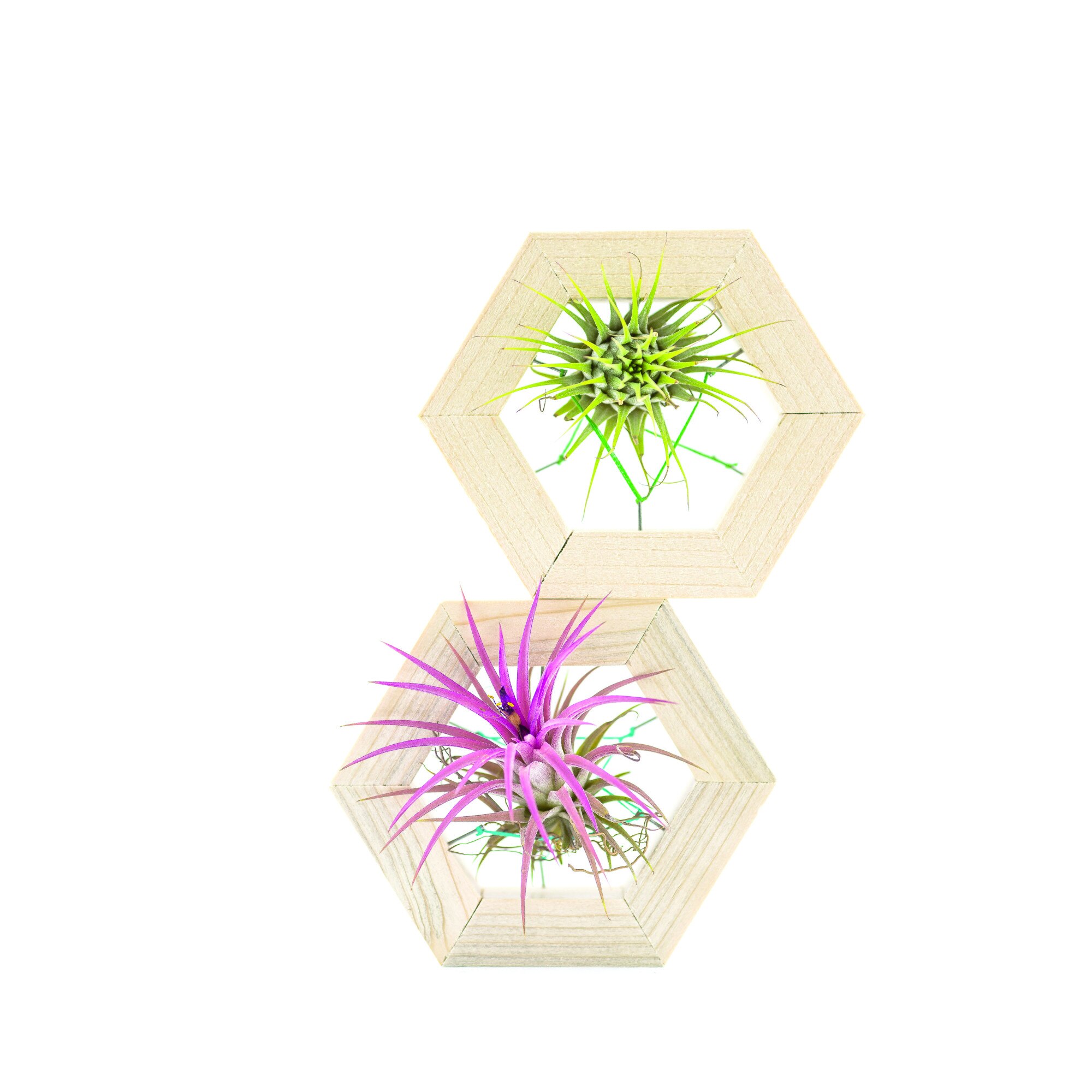 Obiect decorativ, hexagon lemn natur, Bloom House, 10cm , cu planta aeriana, Natur