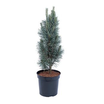 Pin altoit - Pinus Sylvestris Fastigiata 80 - 100 cm Pin altoit - Pinus Sylvestris Fastigiata 80 - 100 cm