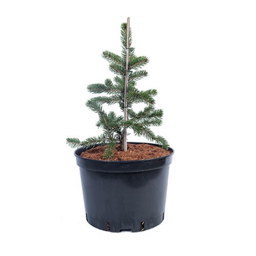 Molid altoit - Picea Torano 40 - 60 cm