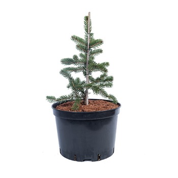 Molid altoit - Picea Torano 40 - 60 cm Molid altoit - Picea Torano 40 - 60 cm