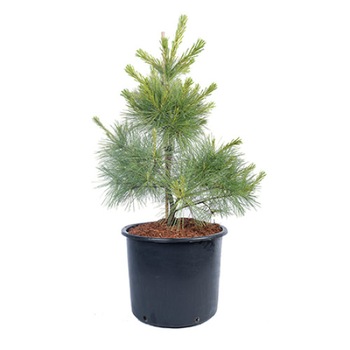 Pin altoit - Pinus Strobus Louie 60 - 80 cm Pin altoit - Pinus Strobus Louie 60 - 80 cm
