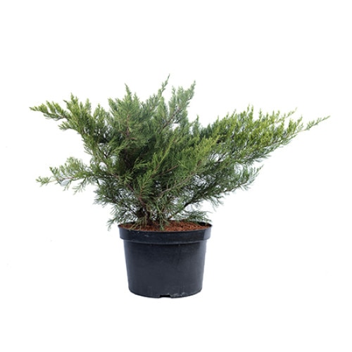 Ienupar - Juniperus x Media Mint Julep 70 - 80 cm