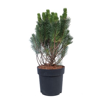 Pin de munte - Pinus Mugo - diametru 40 - 50 cm Pin de munte - Pinus Mugo - diametru 40 - 50 cm