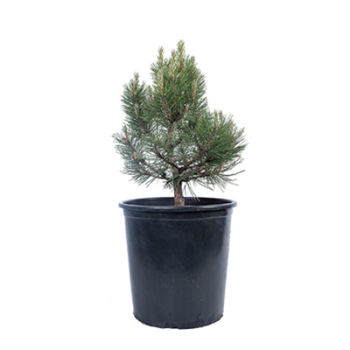 Pin altoit - Pinus Nigra Karaca Ball - diametru 30 - 40 cm