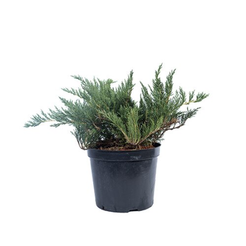 Ienupar - Juniperus Sabina Tamariscifolia - diametru 50 - 60 cm