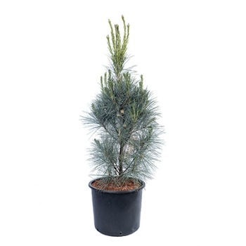 Pin altoit - Pinus Wallichiana Densa Hill 80 - 100 cm Pin altoit - Pinus Wallichiana Densa Hill 80 - 100 cm