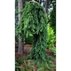 Molid altoit - Picea Abies Pendula 80 - 100 cm