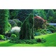 Molid altoit - Picea Abies Pendula 80 - 100 cm