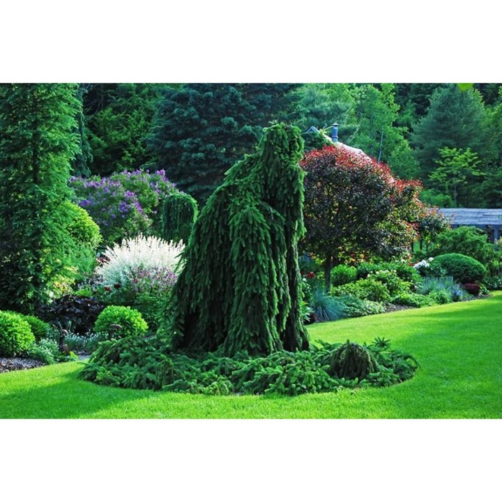 Molid altoit - Picea Abies Pendula 80 - 100 cm
