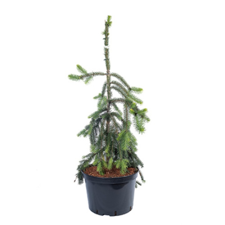 Molid altoit - Picea Abies Pendula 80 - 100 cm