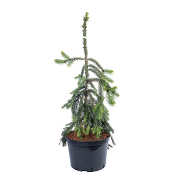 Molid altoit - Picea Abies Pendula 80 - 100 cm Molid altoit - Picea Abies Pendula 80 - 100 cm