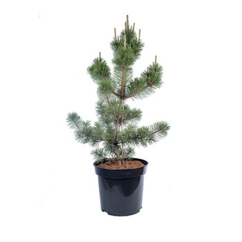 Pin altoit - Pinus Thunbergii Ban Sho Sho 100 - 120 cm Pin altoit - Pinus Thunbergii Ban Sho Sho 100 - 120 cm