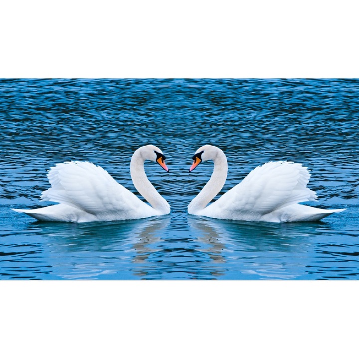 Fototapet Lebede pe lac, 350 x 200 cm