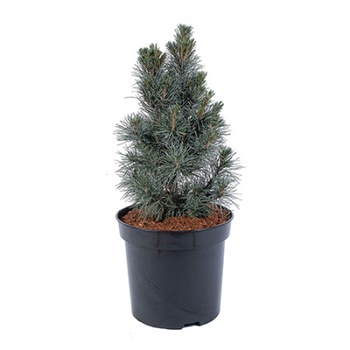 Pin altoit - Pinus Cembra Glauca 60 - 80 cm Pin altoit - Pinus Cembra Glauca 60 - 80 cm