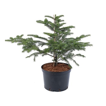 Brad altoit - Abies Homolepsis var. Umbellata 60 - 80 cm Brad altoit - Abies Homolepsis var. Umbellata 60 - 80 cm