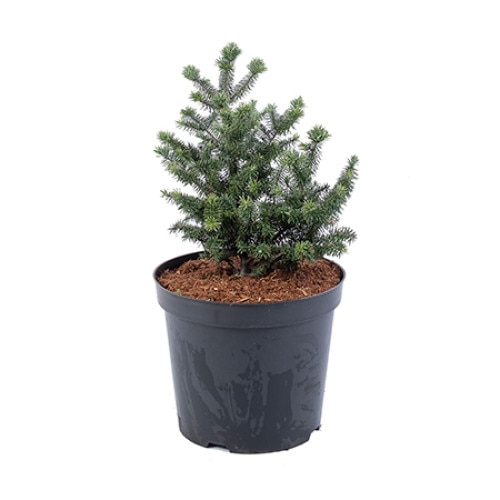 Brad altoit - Abies Balsamea Nana - diametru 40 - 60 cm