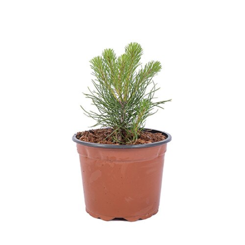 Pin - Pinus Uncinata 30 - 40 cm