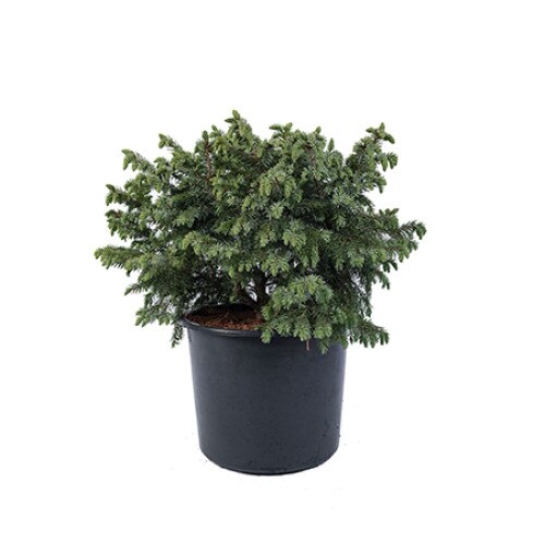 Molid - Picea Omorika Nana - diametru 50 - 60 cm