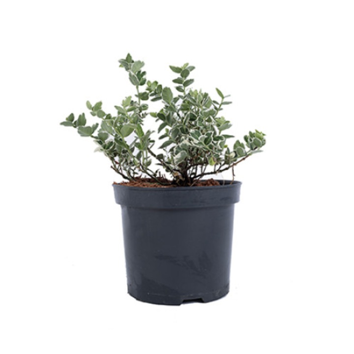 Euonymus Fortunei Emerald Gaiety 20 - 30 cm