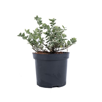 Euonymus Fortunei Emerald Gaiety 20 - 30 cm Euonymus Fortunei Emerald Gaiety 20 - 30 cm