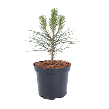 Pin - Pinus Nigra 40- 60 cm Pin - Pinus Nigra 40- 60 cm