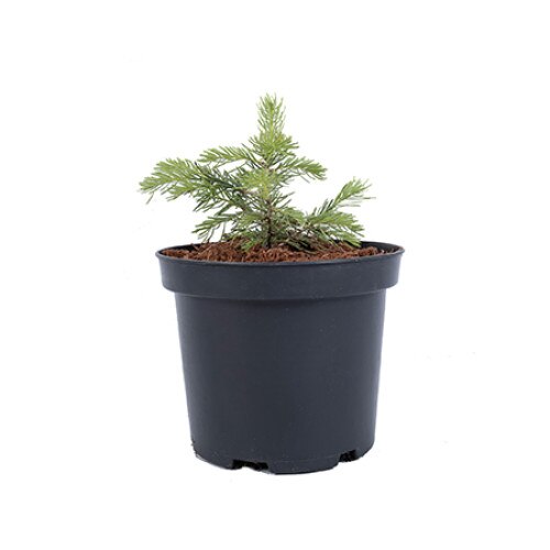 Brad - Abies Concolor 20 - 30 cm
