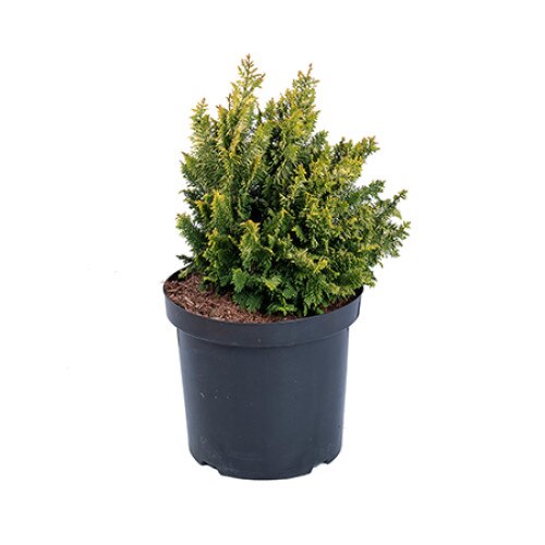 Chiparos - Chamaecyparis Obtusa Fernspray Gold 20 - 40 cm