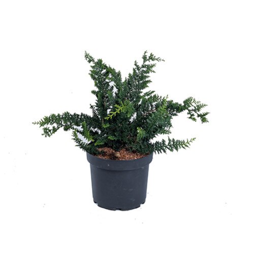 Chiparos - Chamaecyparis Obtusa Teddy Bear 40 - 60 cm