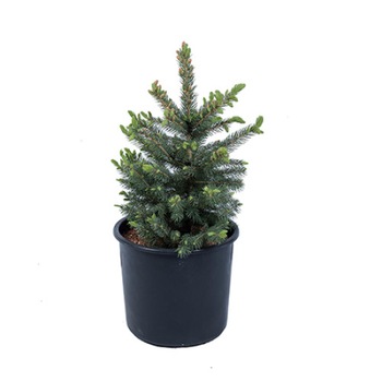 Molid argintiu - Picea Pungens Glauca 40 - 60 cm Molid argintiu - Picea Pungens Glauca 40 - 60 cm