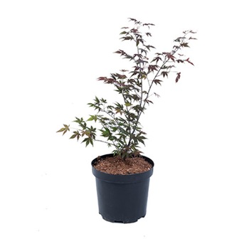 Artar - Acer Palmatum Bloodgood 60 - 80 cm Artar - Acer Palmatum Bloodgood 60 - 80 cm